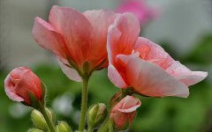 Geraniums (1).JPG