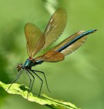 Beautiful Demoiselle (1) - Copy.jpg