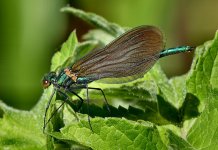 Beautiful Demoiselle (5) - Copy.jpg