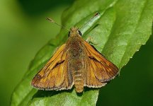 Large Skipper (5).jpg