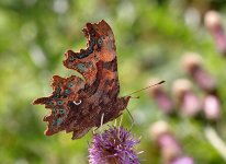 Comma (13) - Copy.jpg