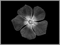 periwinkle - B&W.jpg