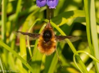 26-3-22 Greater Bee Fly close-up.jpg