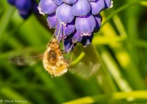 26-3-22 Greater Bee Fly.jpg