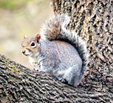 Squirrelportrait.JPG