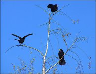 Crows in tree Clyst St Mary A65 DSC00205.JPG
