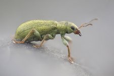 Weevil-denoise1010.jpg