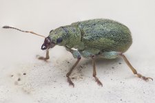 Weevil2-denoise1010.jpg