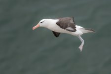Albatross 1024 3.jpg