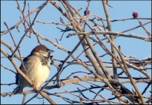 Bird in tree TZ70 TZ70 P1030506.JPG