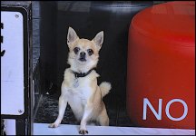 Chihuahua in Window of Sidwell Street hairdressers Exeter GM5 _1050473.JPG