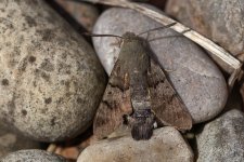 Hummingbird hawk moth 220610 01.jpg