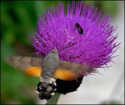 Hummingbird Hawk Moth Mayrhofen S10 NIK_1022.jpg