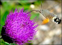 Hummingbird Hawk Moth Mayrhofen S10 NIK_1021.JPG