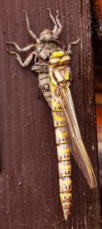 7.Golden-ringed dragonfly.jpg