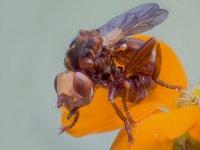 WeirdFly-denoise1010.jpg