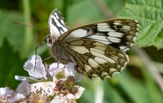 27-06-2022 Marbled White Underside.jpg