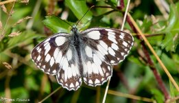 27-06-2022 Marbled White.jpg