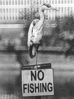 NO FISHING.jpg