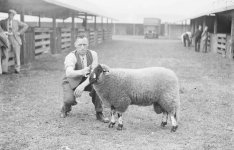 Lonk ram lamb, Laddie's Son, owned by Thomas Lord jr, Heights Farm, Shore, Littleborough 1937.jpg
