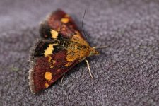 Pyrausta aurata.jpg