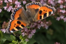 Small tortoiseshell.jpg