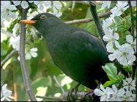 Blackbird maximum zoom Sony HX90 DSC00169.JPG