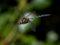 commonhawker310722.jpg