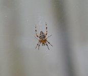 Spider 1 Aug 22 4.jpg