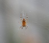 Spider 1 Aug 22.jpg