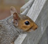 A Squirrel.jpg