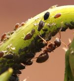 ants-&-Aphids.jpg