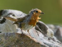 Aug 09 2022 Scruffy Robin.jpg