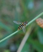 Hover Fly best 10 Aug 22.jpg