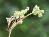 Aug 11 2022 Caterpillar.jpg