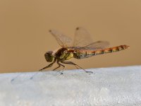 Common Darter - August -2022.jpg