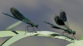 Damsel Fly - August -2022 1.jpg