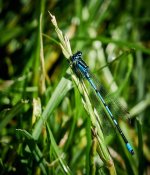 OM-1 2022 - Azure Damsel Fly 4.jpg