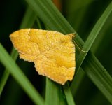 Yellow Shell Moth - August -2022 3.jpg