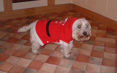 SantaDog (2).jpg