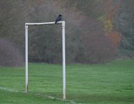 Crow on goal 1.jpg