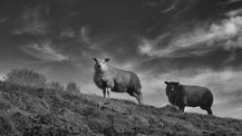 Sheep on a hill low res.jpg