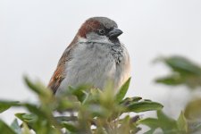 House Sparrow.jpg