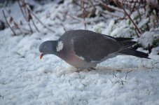 wood_pigeon.jpg