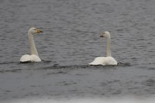 2 whoopers.jpg