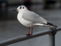 Gull.jpg