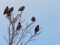 Starlings.jpg