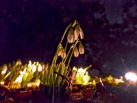 Nighttime-in-the-Garden.jpg