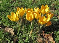 crocuses.jpg