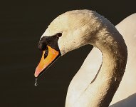 Swan.jpg